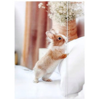 Teczka z gumką A4 KRÓLIK 559727 STARPAK