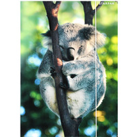 Teczka z gumką A4 WILD ANIMAL KOALA 559730 STARPAK